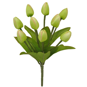 Green Tulip Bush