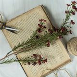 Burgundy Waxflower Spray