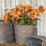 Gerbera Daisy Stem, 24", Dusty Orange