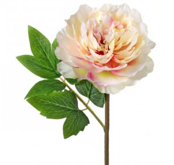 Blush Cut Peony Stem