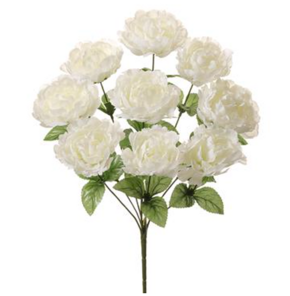 Cream Peony Bush
