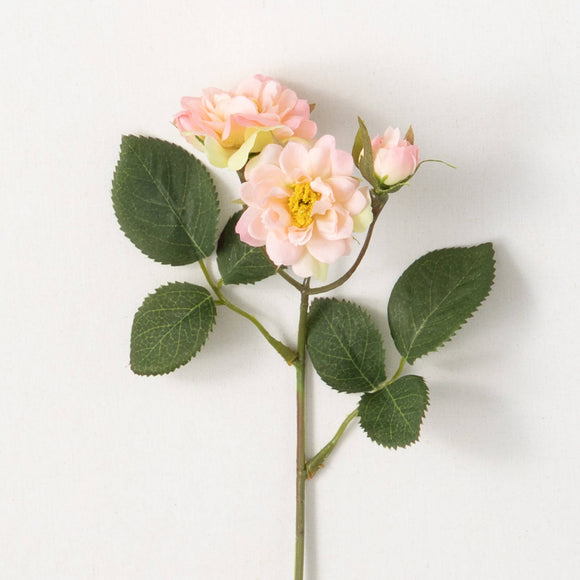 Stem with two light  pink and cream  roses and rose bud