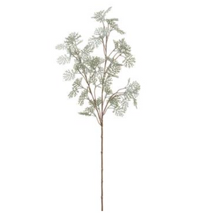 Single Cypress spray