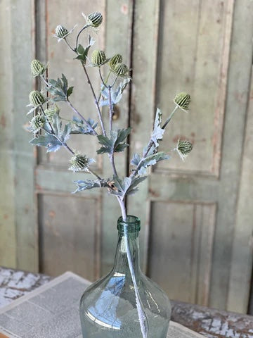 Single stem of thistle like flowers in green