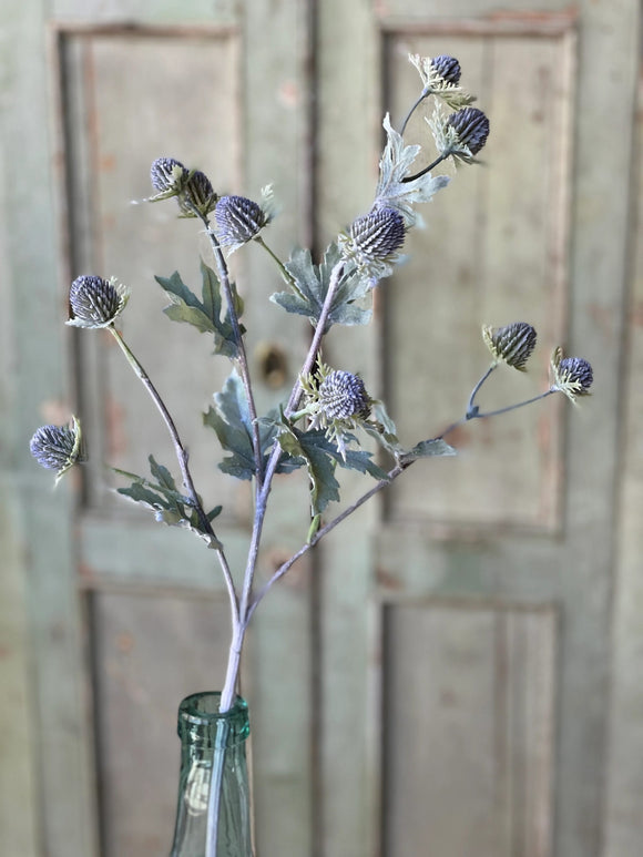 Single stem of thistle like flowers in blue