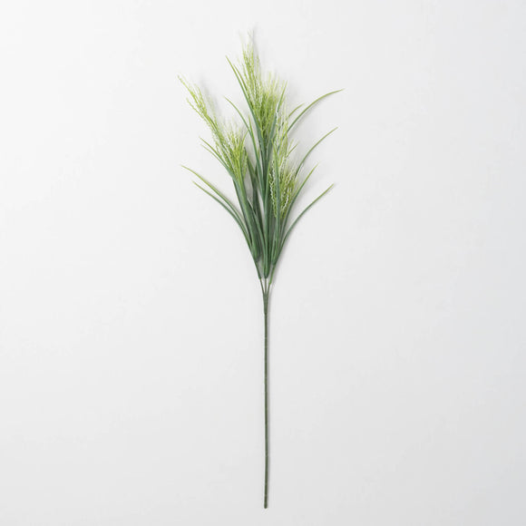 Green Fox Tail Sprouting Grass Spray