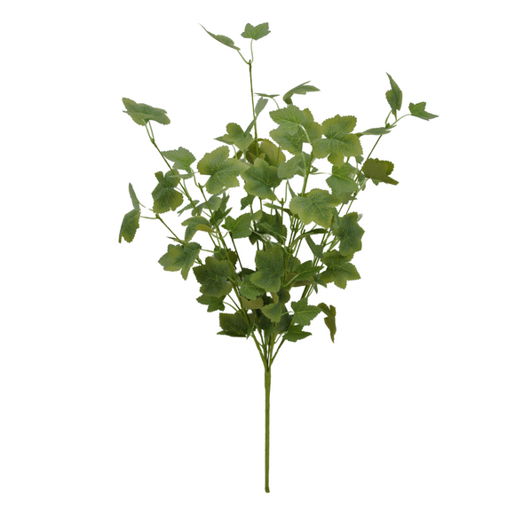 Grape Ivy Bush