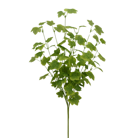 Grape Ivy Bush