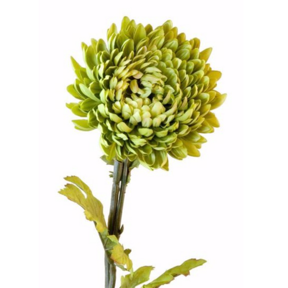 Single green mum stem with leaves