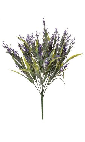  Lavender Bush