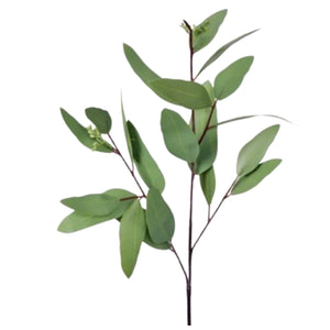 Natural Natural Touch Long Leaf Eucalyptus Pick