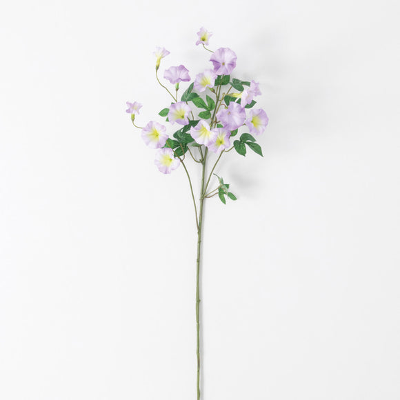 Purple Morning Glory Stem
