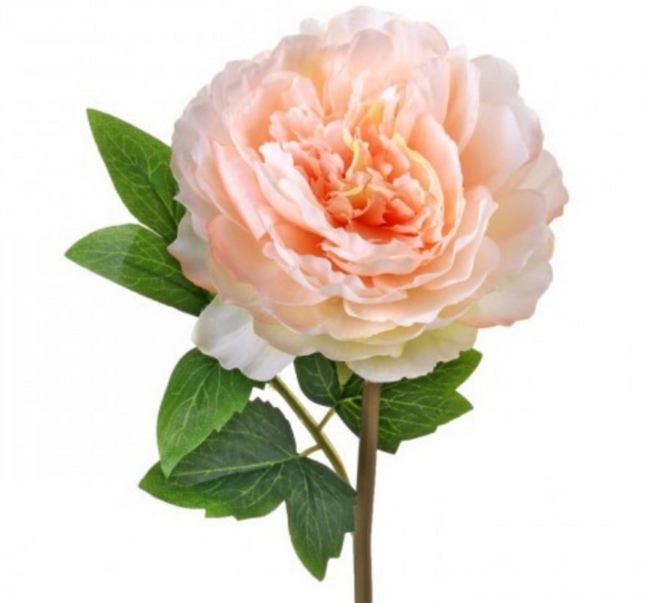 Peach Cut Peony Stem