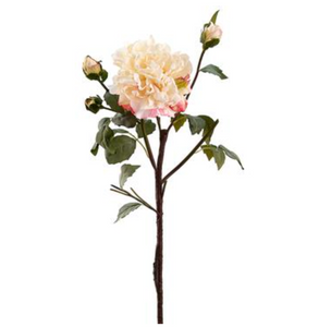 Cream Peony Spray With One Flower and Three Buds