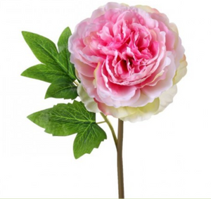 Pink Cut Peony Stem
