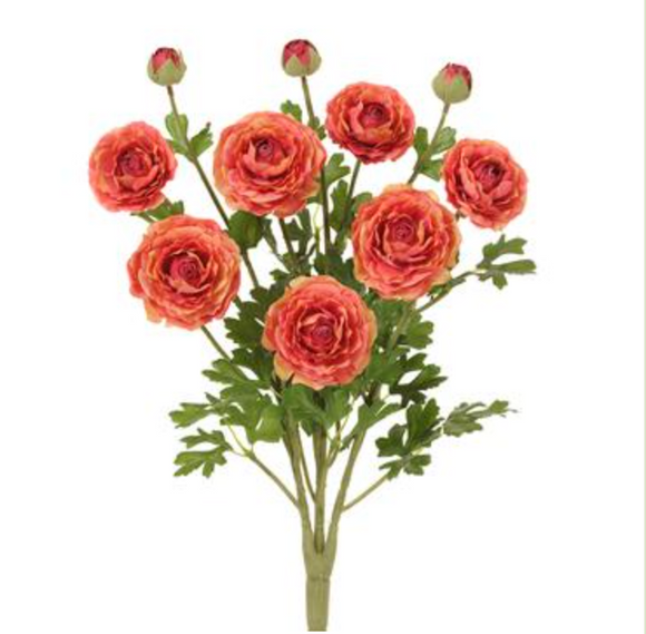 Bush of ranunculus flowers in cerise