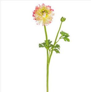 Cerise Cream Ranunculus Spray