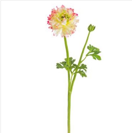 Cerise Cream Ranunculus Spray