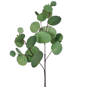Natural Natural Touch Silver Dollar Eucalyptus Pick