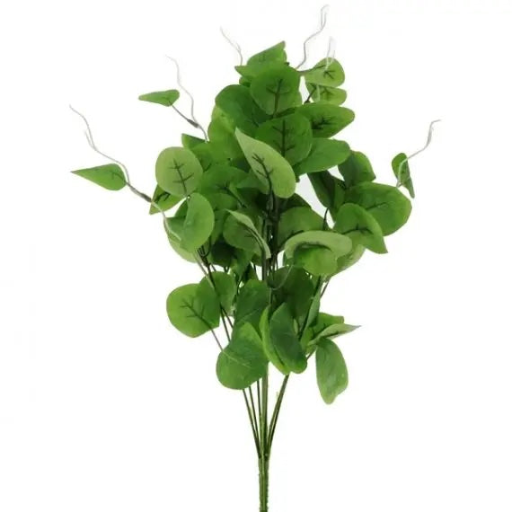 Green X10 Silver Dollar Eucalyptus Bush 