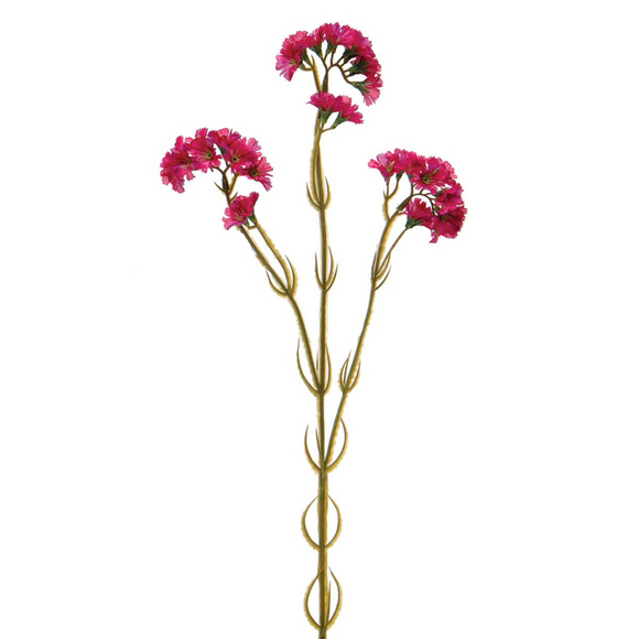 Stem of magenta statice