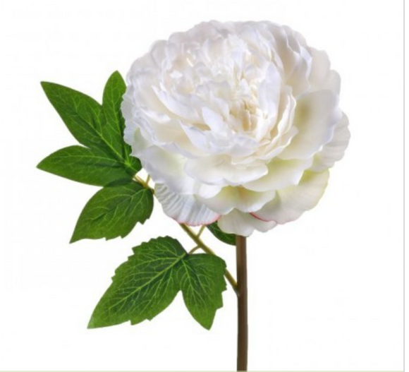 White Cut Peony Stem