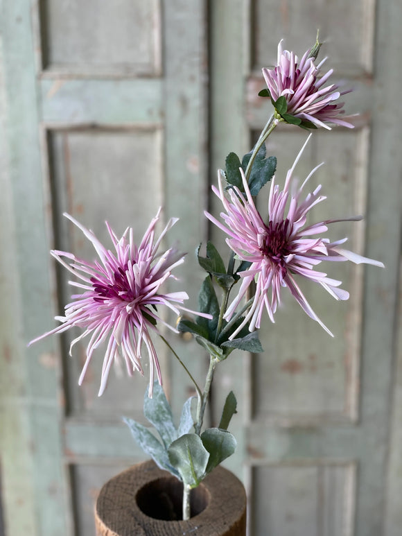 Sassafras Mum Spray, 32