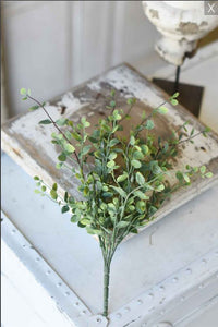 Green Seraph Vine Bush