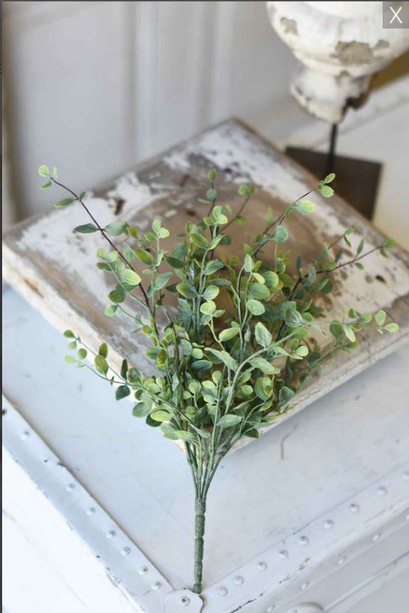 Green Seraph Vine Bush